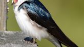 Some tree swallows migrate 2,000 miles to summer in the Berkshires