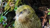 Endangered flightless parrot sees highest population in 50 years after artificial insemination