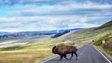 Drunken tourist kicked bison in Yellowstone, officials say