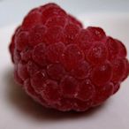 King Day 莓果種子─紅覆盆子