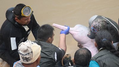 Rescatan a dos delfines rosados atrapados y los trasladan a su hábitat en la Amazonía de Bolivia