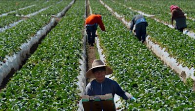 Les migrants mexicains, pilier méconnu du système agricole américain