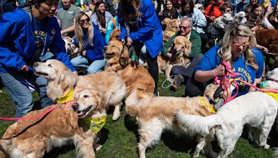 Golden retrievers take over Boston Common before marathon to honor Spencer the dog