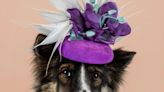 Kate Middleton’s milliner creates cute calendar with hounds in hats to raise funds for pet shelters