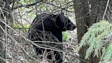 Massachusetts police officers tranquilize bear in busy area: ‘Bears are definitely out and active’