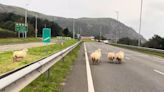 Video of sheep herded from busy A55 shows 'how police should have handled calf rammed by car'