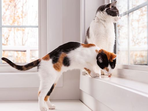 Homeowner Sends Neighbor a Note — and Asks Them to Not Let Cats Look Out the Window