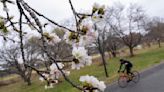 DC's cherry blossoms coming early due to confusing weather