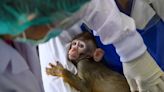 Más de 50.000 euros por un mono: las grandes farmacéuticas desembolsan millones ante la escasez de animales de laboratorio