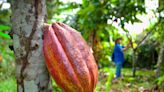 O que faz um fruticultor? Entenda profissão e como se formar na área em Rondônia