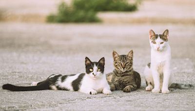 La carga mental de las cuidadoras de colonias felinas: "Los vecinos nos amenazan con matar a los gatos"