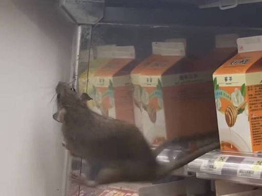 熱鼠了！7-11北捷門市驚見老鼠爬上飲料架 衛生局今稽查