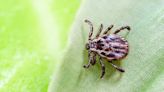 A malaria drug may combat tick-borne babesiosis