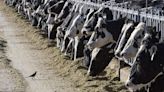 Bird flu: Third human case in US detected in dairy worker amid cattle outbreak