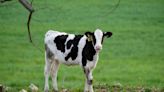 U.S. agriculture trade chief demands Canada broaden dairy quota access