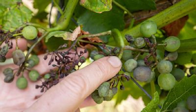 Feuchtwarmes Wetter macht Öko-Winzern zu schaffen