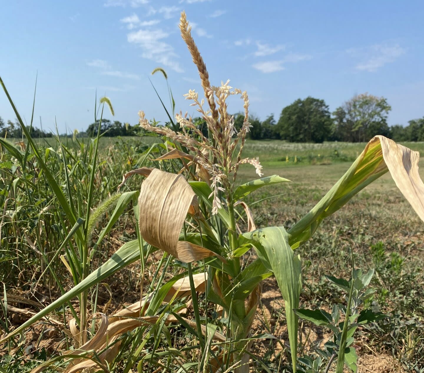 Justice issues state of emergency in connection with drought conditions - WV MetroNews