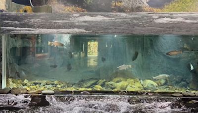 雪霸避暑！模擬生態槽 欣賞「櫻花鉤吻鮭」逆流而上