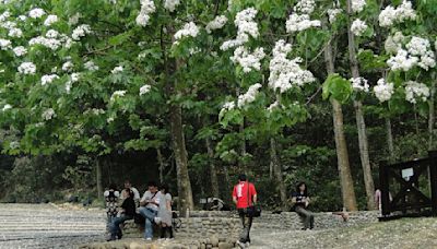 2024客家桐花季！免費賞桐花、撿雞蛋、手做荔枝芋頭粿 飽眼福又飽口福