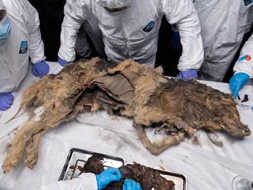俄羅斯永久凍土層發現狼屍 專家檢驗結果：冰封4.4萬年