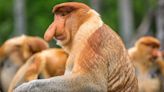 Proboscis Monkeys' Bulbous Noses Send Females Wild At The Sight – And Sound – Of Them