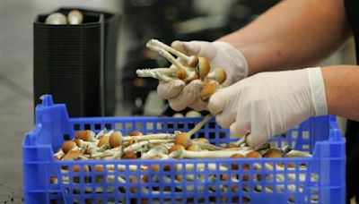 California psychedelics bill that would bring 'magic mushrooms' into the mainstream fails – again