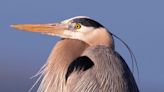 Impressive great blue heron likely to be found in all 88 Ohio counties