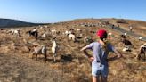 Grazing goats prevent California wildfires. New salary rules may jeopardize the industry