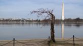 ‘Stumpy’ the iconic DC cherry tree to be turned into mulch