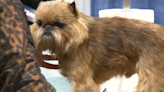 4 Days, 14,000 dogs: The Kentuckiana Cluster of Dog Shows returns to the Expo Center