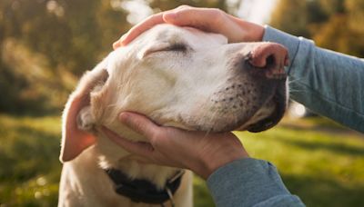 Walmart adds pet telehealth perk to membership program