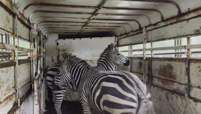 Animal control officers, North Bend residents searching for final zebra
