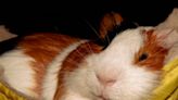 Guinea Pig Loves Nothing More Than Snuggling Inside Piano and Enjoying Mom's Music