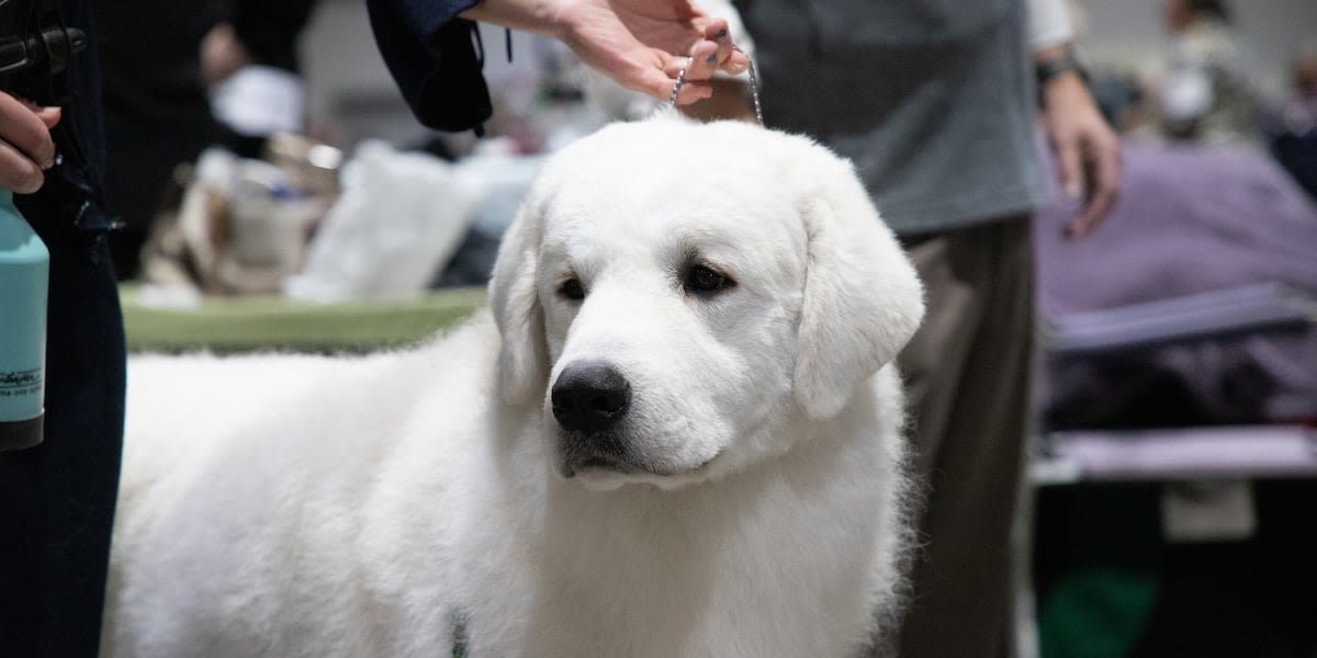 Local dog show set to take place in Morgantown