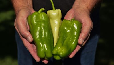 Pepperoncini Vs Banana Peppers: How Do They Differ?