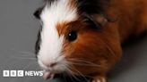 Three guinea pigs found dead in bag behind Westhill bus shelter