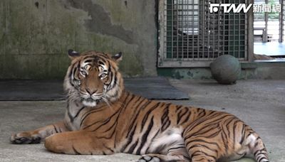 慶賀台北動物園100週年！ 馬來虎「Shima」和「Serikin」猛虎出閘