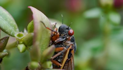 Cicadas will soon become a massive, dead and stinky mess. There's a silver lining.