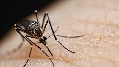 ¿Cómo es el mosquito que transmite el dengue y cómo distinguirlo?