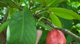 What's a red wax jambu? Meet this little-known tropical fruit and the woman who grows it