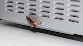 Pest control pros share how to get rid of cockroaches from the kitchen properly