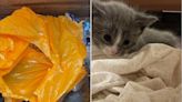 Kittens found in trash compactor after worker hears meowing