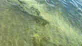 Cyanobacteria blooms reported on Lake Winnipesaukee