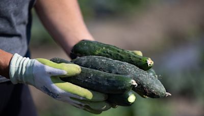 Cucumber recall due to potential listeria contamination