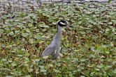 Brazos Bend State Park