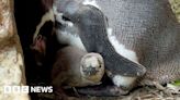 Bridlington: Baby penguin chick joy at Sewerby Hall