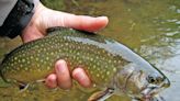 Dam removal, repairs benefitting brook trout nearly complete on Michigan's Boardman River - Outdoor News