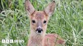Farnham: Public asked to beware of fawns and deer hiding in grass