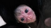 Lincoln Children's Zoo announces birth of spider monkey