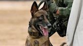 Hero Police Dog Stabbed to Death While Searching for Armed Robbery Suspects in Arizona